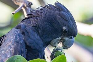 cola roja negro cacatúa en Australia foto