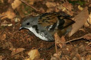 Australian Logrunner in Australia photo