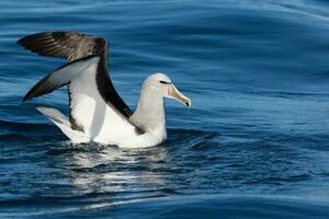 Salvin's Mollymawk Albatross photo