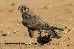 Brown Falcon in Australia photo