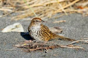 South Island Fernbird photo