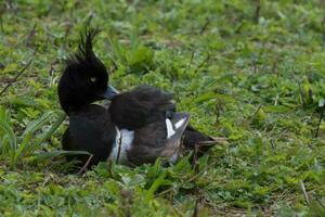 Tufted Duck in England photo
