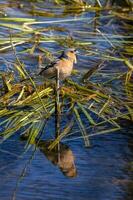 Common Chaffinch Bird photo