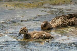 Grey Teal in Australasia photo