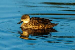 Grey Teal in Australasia photo