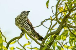 Shining Bronze Cuckoo photo
