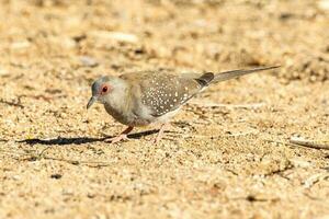 Diamond Dove in Australia photo