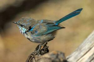 Splendid Fairywren in Australia photo