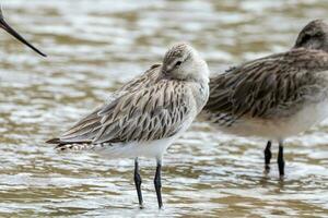 Bar-tailed Godwit in Australasia photo