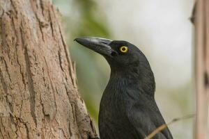 Pied Currawong in Australia photo