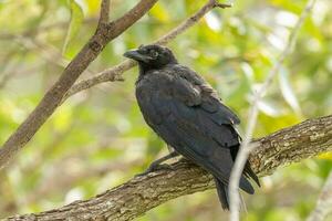 Torresian Crow in Australia photo