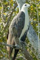 White-bellied Sea Eagle in Australia photo