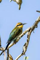 Rainbow Bee-eater in Australia photo