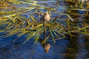 Common Chaffinch Bird photo