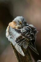 Fan-tailed Cuckoo in Australia photo