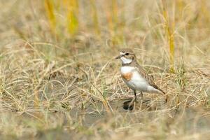 Double-banded Dotterel in New Zealand photo