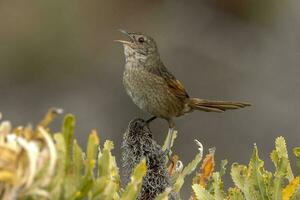 Western Bristlebird in Australia photo