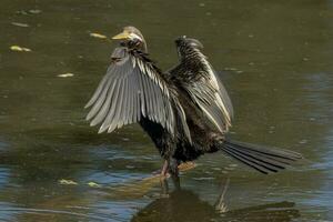 Anhinga - Australian Darter photo