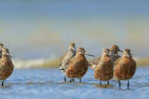 Bar-tailed Godwit in Australasia photo