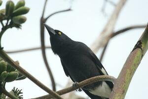 Pied Currawong in Australia photo