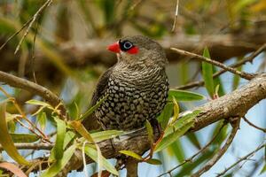 Red-eared Firetail in Australia photo