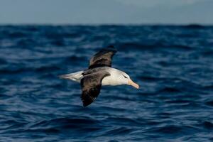 Black-browed Albatross in Australasia photo