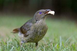 Satin Bowerbird in Australia photo