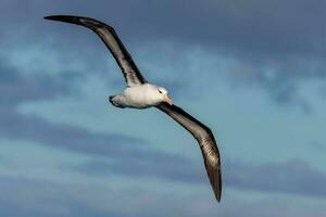 Black-browed Albatross in Australasia photo