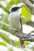 Shining Flycatcher in Australia photo