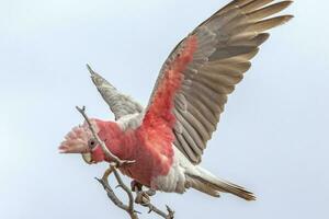 Galah Cockatoo in Australia photo