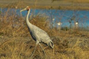 Brolga Crane in Australia photo