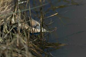 Australasian Bittern in New Zealand photo