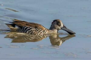 Pink-eared Duck in Australia photo