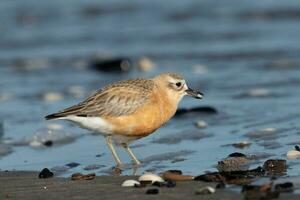 New Zealand Dotterel photo