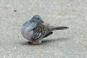 Peaceful Dove in Australia photo