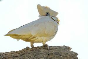 Little Corella in Australia photo