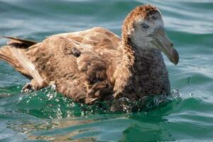 del Norte gigante petrel foto