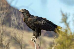 Wedge-tailed Eagle in Australia photo