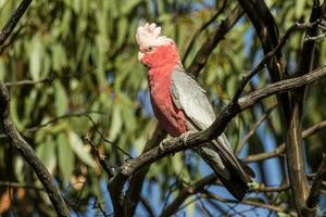 Galah Cockatoo in Australia photo