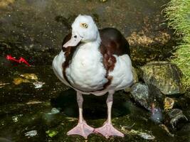 Radjah Shelduck in Australia photo