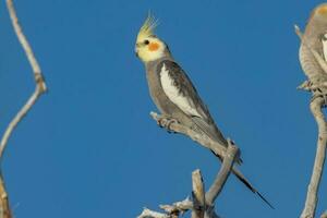 Cockatiel in Australia photo