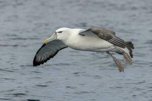 White-capped Mollymawk Albatross photo