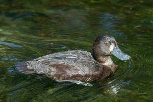 New Zealand Scaup Duck photo