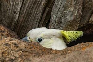 con cresta de azufre cacatúa en Australia foto