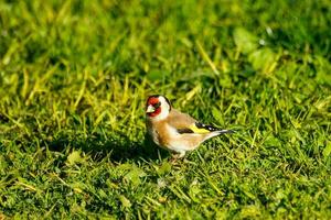 European Goldfinch Bird photo