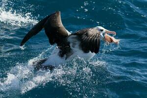 ceja negra albatros en australasia foto