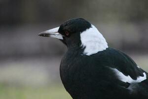 Australasian Magpie in Australia photo