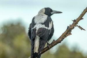 australasiano urraca en Australia foto