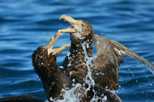 Northern Giant Petrel photo