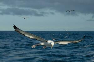 de capa blanca mollymawk albatros foto